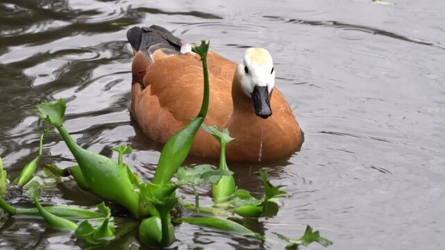 The ruddy shelduck (Tadorna ferruginea) pecking at water plants
