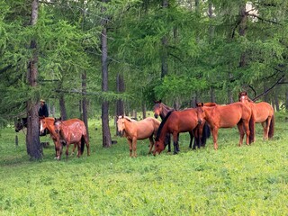 Saddled Mongolian horses and grazing cattle on the steppe near Ulaanbaatar, captured during a horse riding tour