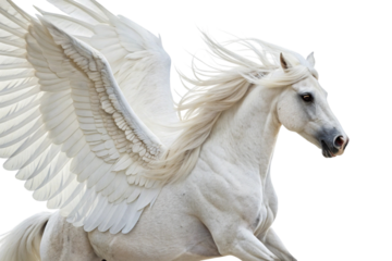 Majestic white pegasus horse with large feathered wings isolated on transparent background
