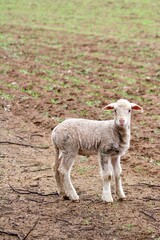 Young Australian Merino Lamb standing in a seeded pasture paddock
