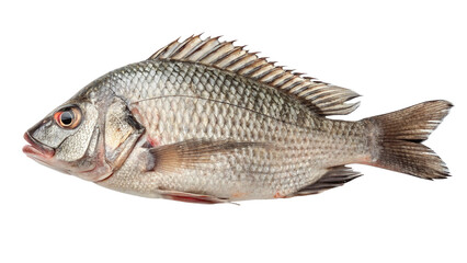 Obraz premium tilapia-fish on removed background