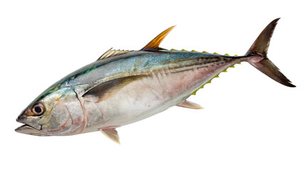 Fototapeta premium tuna-fish on removed background