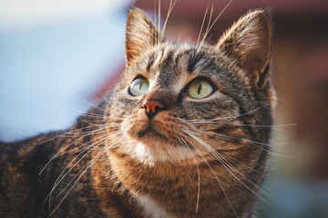 portrait of a cat