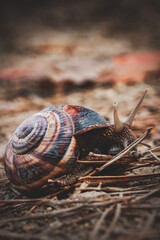 snail on a wooden background