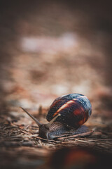 snail on a leaf