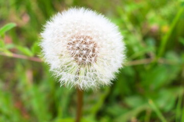 dandelion on green background