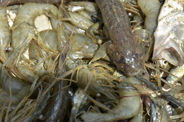 Freshwater Catch from Bakkhali River: Snakehead Fish, Chole Fish, and Shrimp