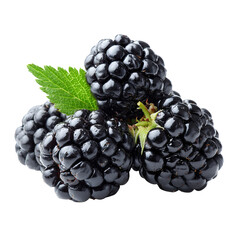 Fresh blackberries close up macro shot with leaf on black background healthy fruit food concept...