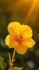 Illustration of a bright yellow flower illuminated by the warm, angled rays of the sun
