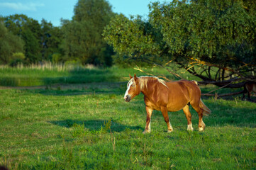 Ruda klacz koń  na zielonym pastwisku las na horyzoncie.   © Monika