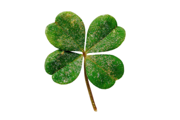 Close-up of a four-leaf clover, vibrant green leaves with subtle texture and a light dusting, outlined in lime green, against a black background