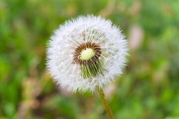 dandelion on green background