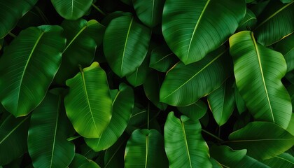 Fototapeta premium Lush Green Foliage Displaying a Variety of Broad Leaf Tropical Plants Creating an Inviting Natural and Refreshing Botanical Backdrop