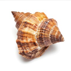 Close-up of a spiral seashell, brown and tan, intricate patterns