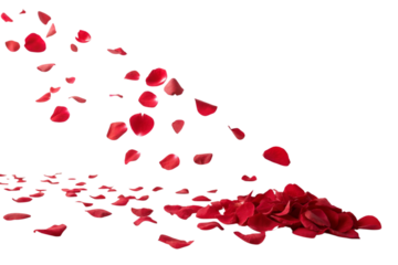 Red rose petals falling and scattered on a surface isolated on transparent background