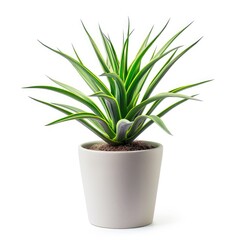 Succulent plant in light gray pot against white