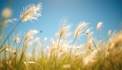 Obraz premium Golden grasses sway gently beneath a clear, bright sky, creating a sense of peacefulness and natural beauty in the sunlit field.