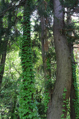 Fototapeta premium Tree with green ivy climbing on the tree trunk in natural forest background. Lush green forest in early summer.