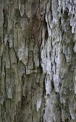 Closeup texture of natural tree bark background. Rough surface of trunk. Green moss and lichen on natural wood.