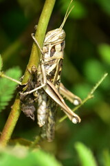 A brown grasshopper with striped patterns clings to a plant stalk. Tight macro shot with a dark, natural background.