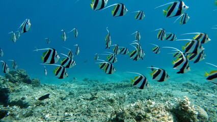 Colorful tropical fish on a coral reef, amazingly beautiful fairy world. In the coral gardens of the Red Sea.
