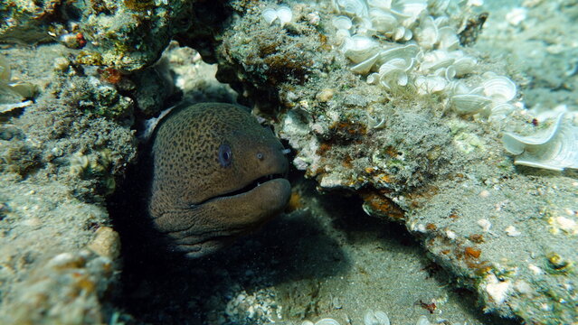 The Giant Moray Eel is the largest & most common of the Moray Eels in the Indo-Pacific region. at night.

