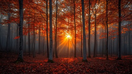 Sunlight streaming through autumn trees in a forest with fallen leaves on the ground creating a warm glow