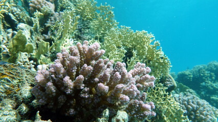 Colorful tropical fish on a coral reef, amazingly beautiful fairy world. In the coral gardens of the Red Sea.
