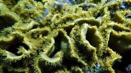 Beautiful coral reefs and Red Sea koral gardens.  © Vitalii6447