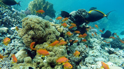 Colorful tropical fish on a coral reef, amazingly beautiful fairy world. In the coral gardens of the Red Sea.

