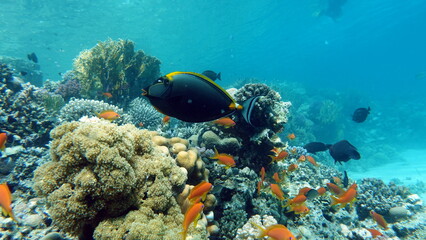 Colorful tropical fish on a coral reef, amazingly beautiful fairy world. In the coral gardens of the Red Sea.

