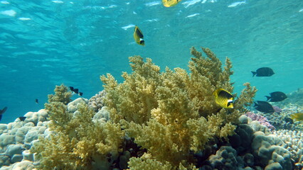 Colorful tropical fish on a coral reef, amazingly beautiful fairy world. In the coral gardens of the Red Sea.

