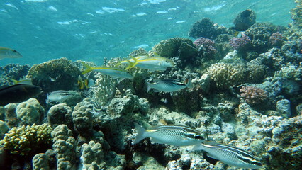 Colorful tropical fish on a coral reef, amazingly beautiful fairy world. In the coral gardens of the Red Sea.

