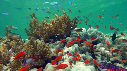 Colorful tropical fish on a coral reef, amazingly beautiful fairy world. In the coral gardens of the Red Sea.

