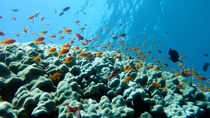 Colorful tropical fish on a coral reef, amazingly beautiful fairy world. In the coral gardens of the Red Sea.

