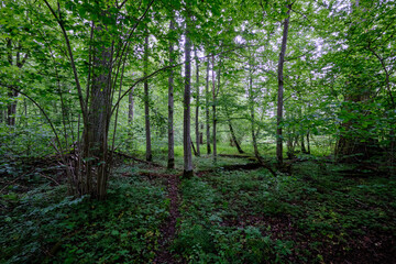 Naklejka premium Late springtime deciduous forest with fresh green rich trees around
