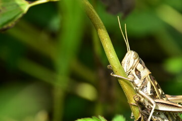 Detailed macro of a striped grasshopper clinging to a green plant stem. A vertical view of the insect in its natural habitat.