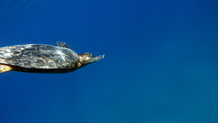 Hawksbill sea turtle (CR species) Hawksbill Turtle - Eretmochelys imbricata.
Sea turtles . Great...