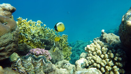 Colorful tropical fish on a coral reef, amazingly beautiful fairy world. In the coral gardens of the Red Sea.

