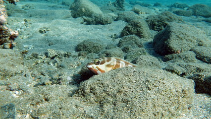 Colorful tropical fish on a coral reef, amazingly beautiful fairy world. In the coral gardens of the Red Sea.

