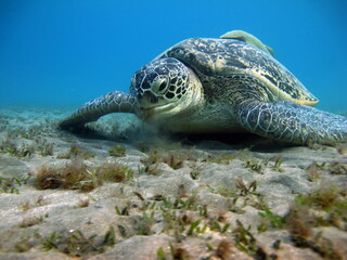 Big Green turtle , Green turtles are the largest of all sea turtles. A typical adult is 3 to 4 feet long and weighs between 300 and 350 pounds.