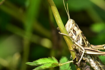 Detailed macro of a striped grasshopper clinging to a green plant stem. A vertical view of the insect in its natural habitat.