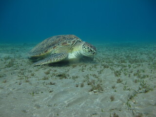 Big Green turtle , Green turtles are the largest of all sea turtles. A typical adult is 3 to 4 feet long and weighs between 300 and 350 pounds.