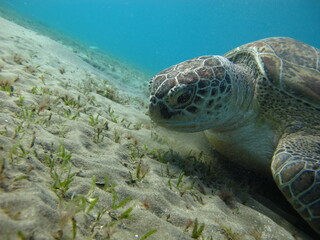 Big Green turtle , Green turtles are the largest of all sea turtles. A typical adult is 3 to 4 feet long and weighs between 300 and 350 pounds.