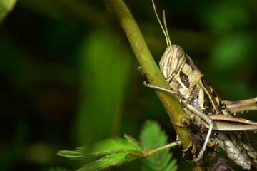 Detailed macro of a striped grasshopper clinging to a green plant stem. A vertical view of the insect in its natural habitat.