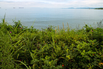 Wormwood coast, mixed fodder plants of the Sea of Japan, storm surge zone. Range of Artemisia gmelinii. The Russian Far East. There are many ships on the horizon. Ship raid of Nakhodka port. Rusia