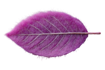 Vivid purple leaf, detailed veins, fuzzy edges