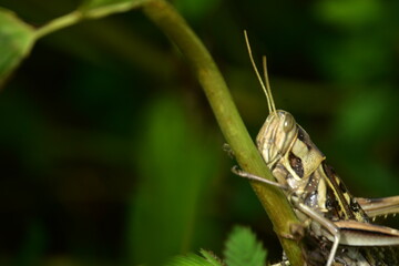 Detailed macro of a striped grasshopper clinging to a green plant stem. A vertical view of the insect in its natural habitat.