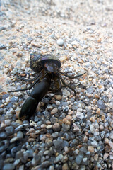 Hermit or diogenes crab in a gastropod shell. Sea of Japan. Siberian coast. Russian Far East