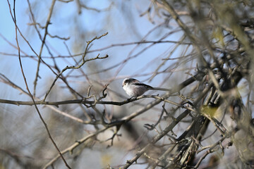 The long-tailed tit mimicry in nature and its lookalike with a tree branch
